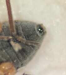 Microvelia americana