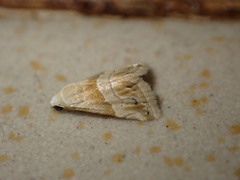 Eublemma parva