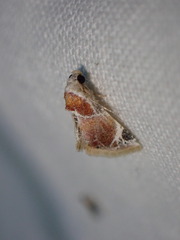 Eublemma apicimacula