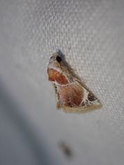 Eublemma apicimacula