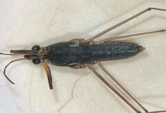 Gerris marginatus