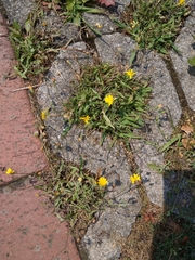 Leontodon saxatilis saxatilis