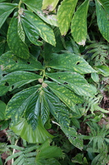 Elatostema edule