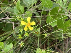 Hypericum brachyphyllum