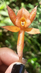 Epidendrum geminiochraceum