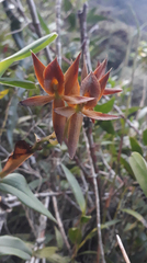 Epidendrum geminiochraceum
