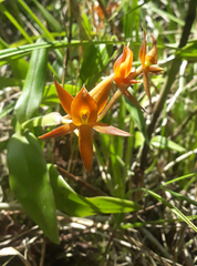 Epidendrum geminiochraceum