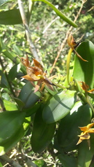 Epidendrum geminiochraceum
