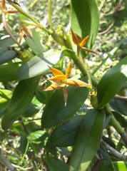 Epidendrum geminiochraceum
