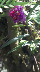 Epidendrum mesogastropodium
