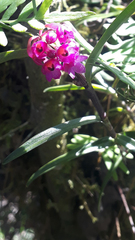 Epidendrum mesogastropodium