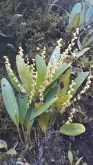 Stelis pulchella