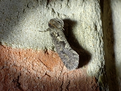 Acrolophus popeanella