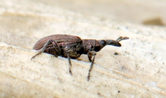 Perapion antiquum