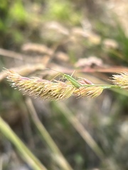 Megaloceroea recticornis