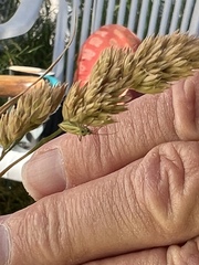 Megaloceroea recticornis