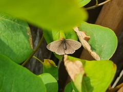 Aphantopus hyperantus