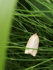 Zelotherses paleana
