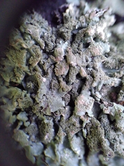 Flavoparmelia caperata