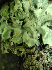 Flavoparmelia caperata