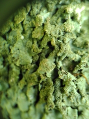 Flavoparmelia caperata