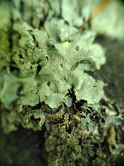 Flavoparmelia caperata