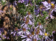 Felicia filifolia schlechteri