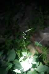 Phryma