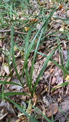 Carex pilosa