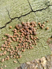 Hypoxylon fragiforme