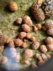 Hypoxylon fragiforme