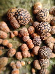 Hypoxylon fragiforme