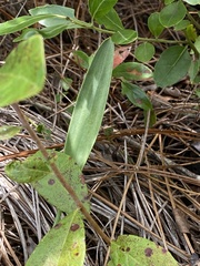 Cleistesiopsis oricamporum