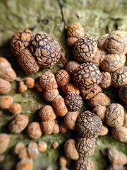 Hypoxylon fragiforme