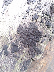 Hypoxylon fragiforme