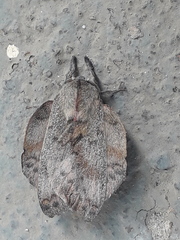 Travassosula subfumata