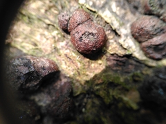 Hypoxylon fragiforme