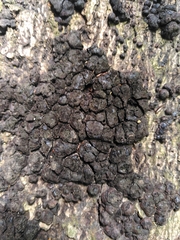 Hypoxylon fragiforme