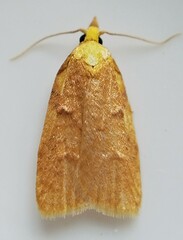 Cenopis directana