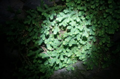 Selaginella sinensis