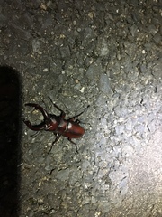 Prosopocoilus inclinatus inclinatus