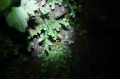 Selaginella sinensis