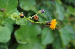 Gynura elliptica
