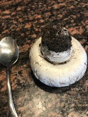 Agaricus bernardii