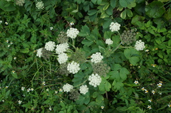 Peucedanum japonicum