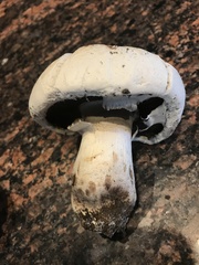 Agaricus bernardii