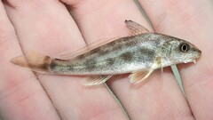 Menticirrhus