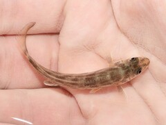 Menticirrhus