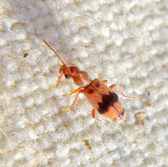 Notoxus calcaratus