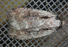 Eueretagrotis attentus